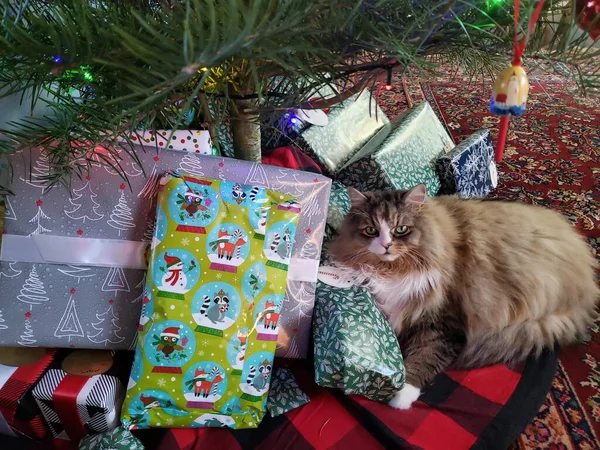 Niedliche Ragamuffin Katze Unter Einem Weihnachtsbaum Mit Geschenken — Stockfoto