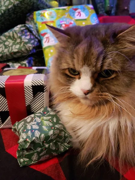 Gato Ragamuffin Bonito Debaixo Uma Árvore Natal Com Presentes — Fotografia de Stock