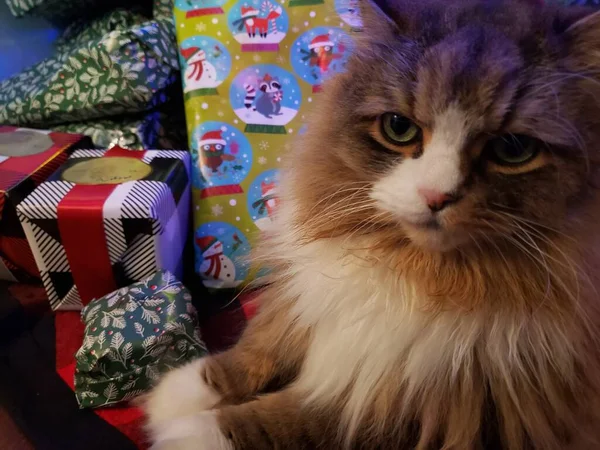 Niedliche Ragamuffin Katze Unter Einem Weihnachtsbaum Mit Geschenken — Stockfoto