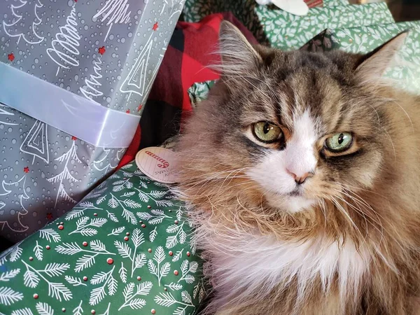 可爱的拉格穆芬猫在圣诞树下 有礼物 — 图库照片