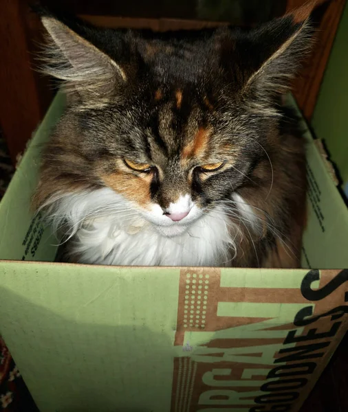 Roztomilý Maine Mýval Kočka Sedí Krabici — Stock fotografie