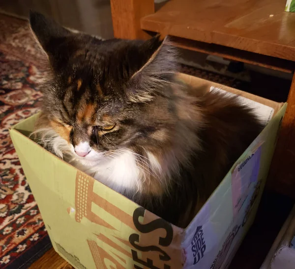 Кішка Котеня Сидить Коробці — стокове фото
