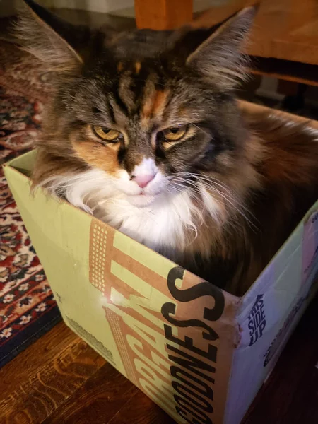 Cute Maine Coon Cat Sitting Box — Stock Photo, Image