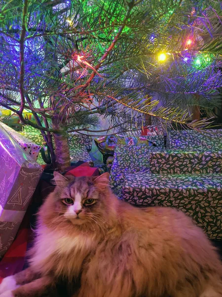 Vista Gato Ragamuffin Fofo Fofo Sentado Debaixo Uma Árvore Natal — Fotografia de Stock