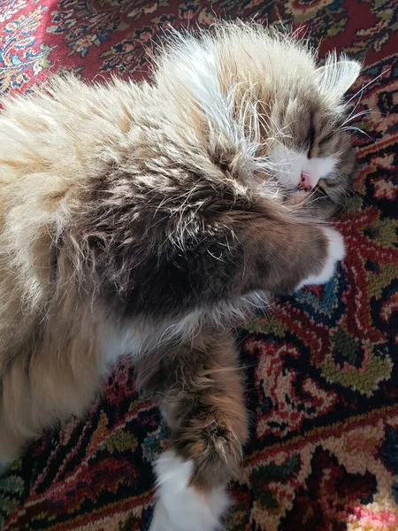 Aranyos Bolyhos Ragamuffin Macska Alszik Egy Rug — Stock Fotó