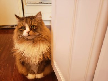 Sevimli Ragamuffin Kedisi Bir Köşedeki Ev 'in yanında