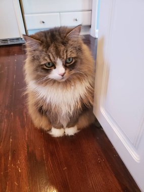 Sevimli Ragamuffin Kedisi Bir Köşedeki Ev 'in yanında