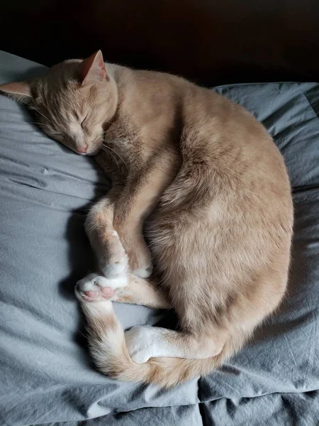 Roztomilý Krém Tabby Kočka Spí Světle Zeleno Modré Přikrývky — Stock fotografie