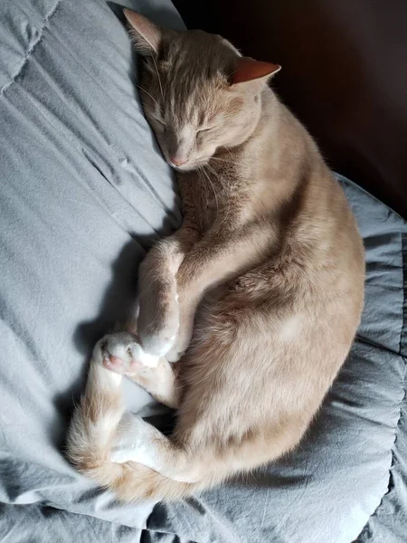 Roztomilý Krém Tabby Kočka Spí Světle Zeleno Modré Přikrývky — Stock fotografie