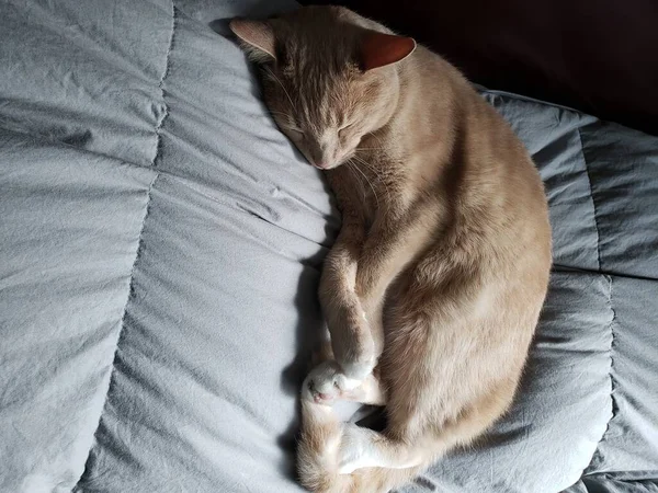 Şirin Kremalı Kedi Açık Yeşil Mavi Bir Battaniyede Uyuyor — Stok fotoğraf