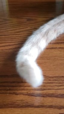 Bir Krem Tekir Kedisinin Kuyruğu Geri ve İleri Gidiyor