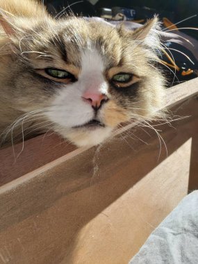 Ragamuffin Cat Resting on a Bed Frame