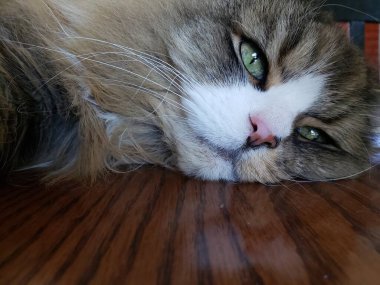 Ragamuffin Cat Resting on a table