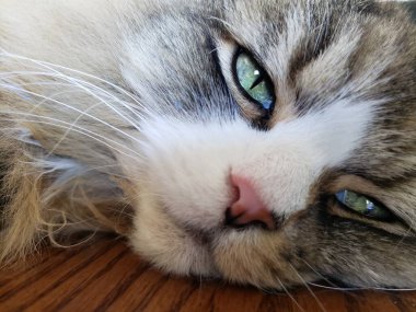 Ragamuffin Cat Resting on a table