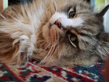 Ragamuffin Cat Resting on a rug