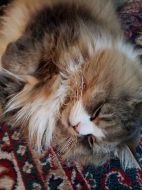 Ragamuffin Cat Resting on a rug