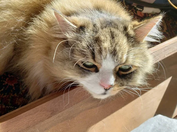 Ragamuffin Cat Resting Bed Frame — Stock Photo, Image