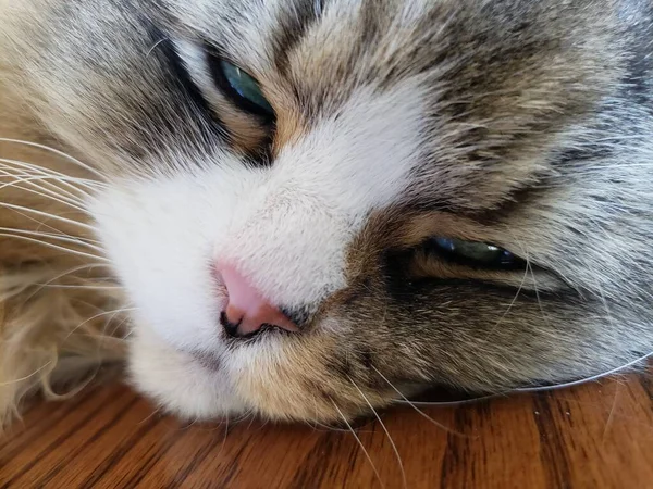 Ragamuffin Cat Resting Table — Stock Fotó