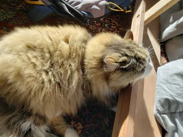 ベッドフレーム上のラガムフィン猫休憩 — ストック写真