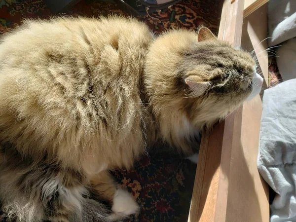 Ragamuffin Cat Resting Bed Frame — Stock Photo, Image