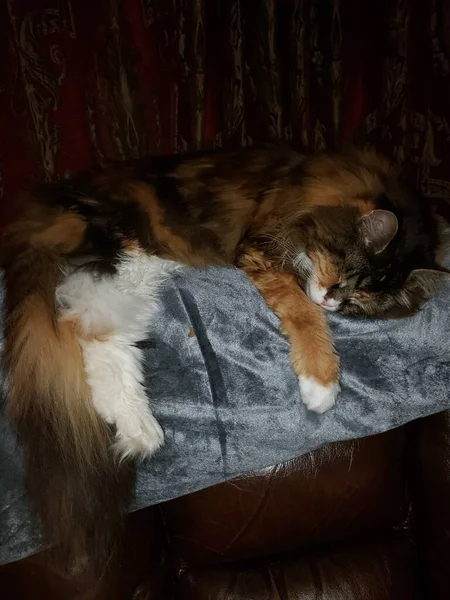 Maine Coon Cat Sleeping Blanket Top Couch — 图库照片