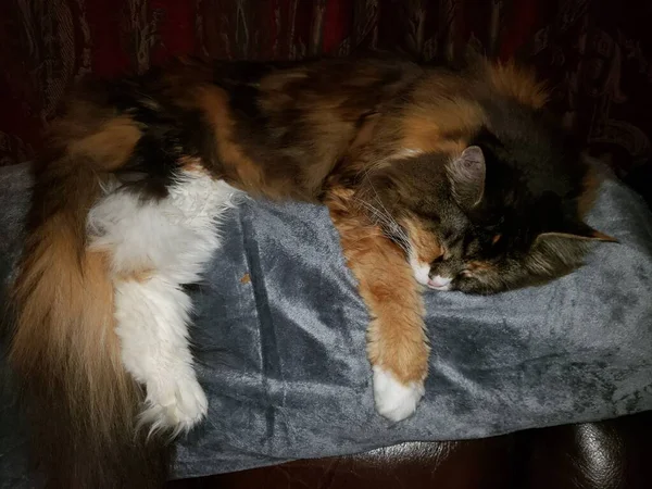 カウチの上に毛布の上で寝ているメインコーン猫 — ストック写真