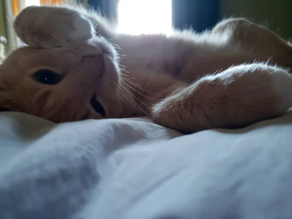 Κρέμα Tabby Γάτα Κοιμάται Ένα Κρεβάτι — Φωτογραφία Αρχείου