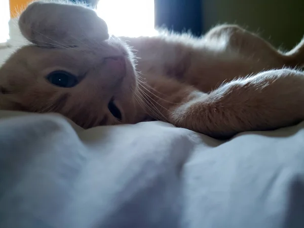 Creme Tabby Cat Dormindo Uma Cama — Fotografia de Stock