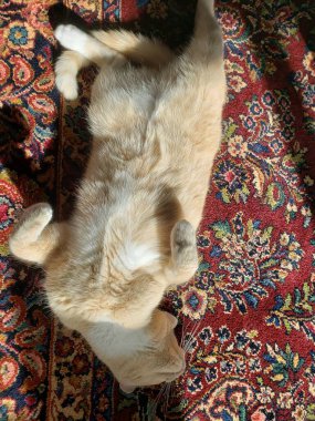 Krem Tekir Kedi Renkli Halıda Uyuyor