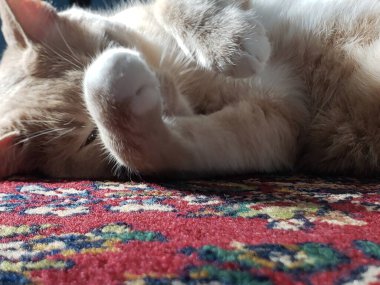 Krem Tekir Kedi Renkli Halıda Uyuyor