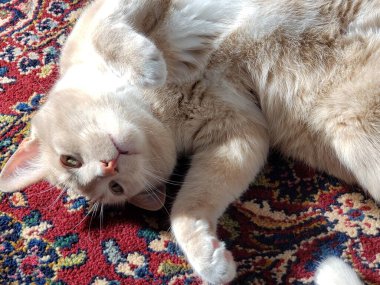 Krem Tekir Kedi Renkli Halıda Uyuyor