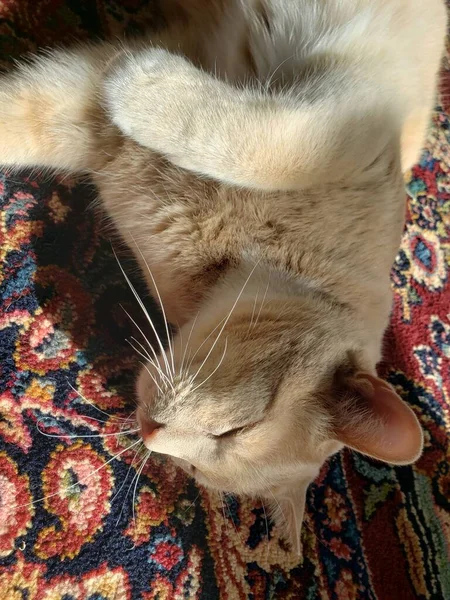 Krem Tekir Kedi Renkli Halıda Uyuyor