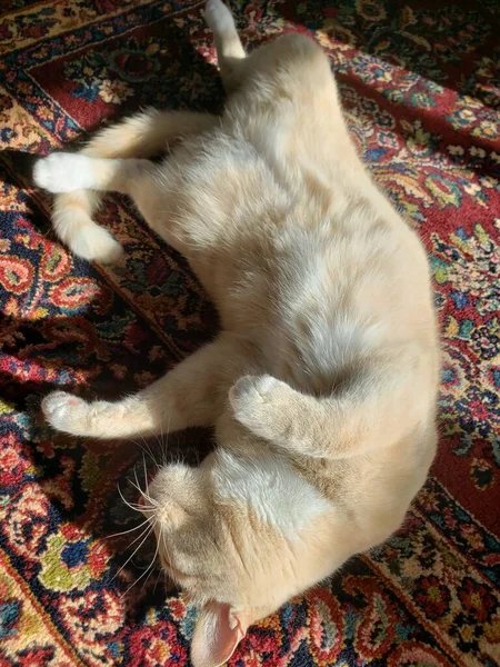 Cream Tabby Cat Sleeping Colorful Rug — Stock Photo, Image