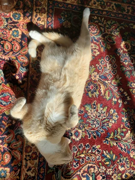 カラフルなラグの上で寝るクリームタビー猫 — ストック写真