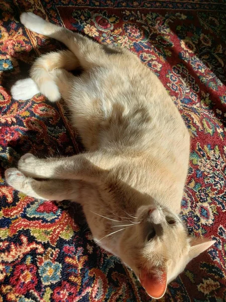 Cream Tabby Cat Sleeping Colorful Rug — Stock Photo, Image