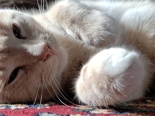 Crema Tabby Cat Durmiendo Una Alfombra Colorida —  Fotos de Stock