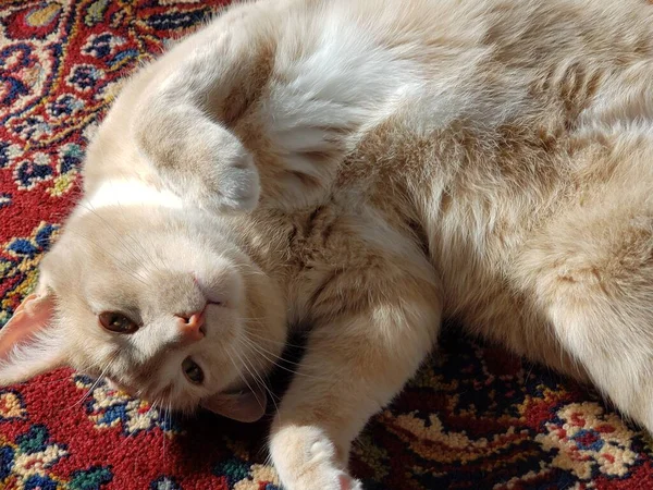 Cremefarbene Katze Schläft Auf Einem Bunten Teppich — Stockfoto