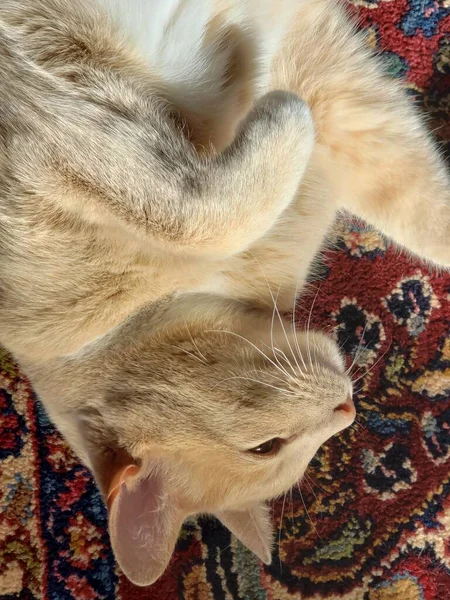 Cream Tabby Cat Sleeping Colorful Roug — стоковое фото