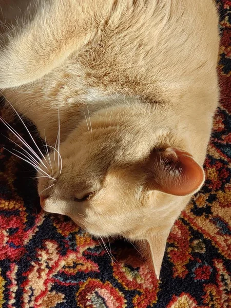 Crema Tabby Cat Durmiendo Una Alfombra Colorida —  Fotos de Stock