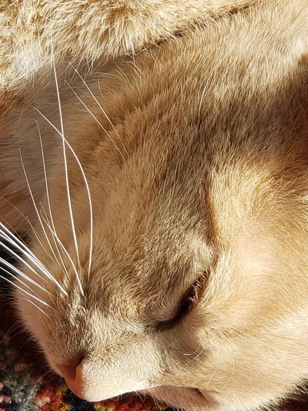 Crema Tabby Cat Durmiendo Una Alfombra Colorida — Foto de Stock