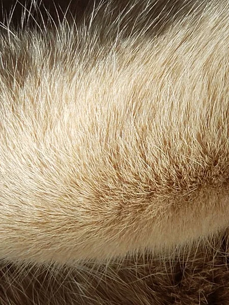 カラフルなラグの上で寝るクリームタビー猫 — ストック写真