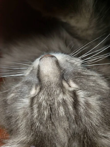 Graue Mittelhaarige Katze Macht Rast — Stockfoto