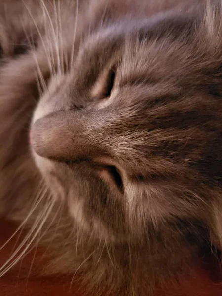 Graue Mittelhaarige Katze Macht Rast — Stockfoto