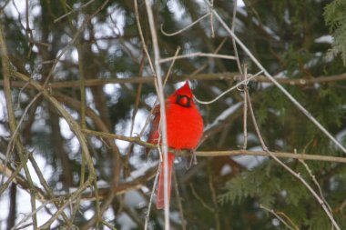 Plump, Parlak Kırmızı Kardinal Kuşun Yeşil Kıbrıs Ağaçlarının Arkaplanına Bakışı