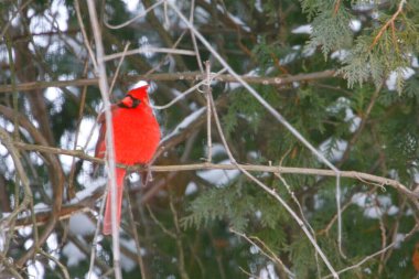 Plump, Parlak Kırmızı Kardinal Kuşun Yeşil Kıbrıs Ağaçlarının Arkaplanına Bakışı