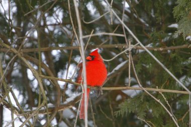 Plump, Parlak Kırmızı Kardinal Kuşun Yeşil Kıbrıs Ağaçlarının Arkaplanına Bakışı