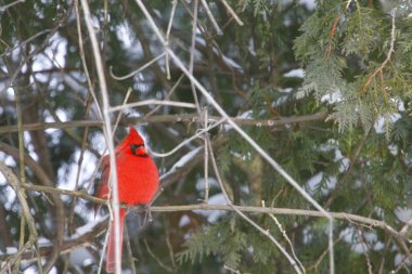 Plump, Parlak Kırmızı Kardinal Kuşun Yeşil Kıbrıs Ağaçlarının Arkaplanına Bakışı