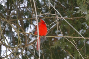 Kardinal Kuş Yeşile Karşı