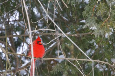Plump, Parlak Kırmızı Kardinal Kuşun Yeşil Kıbrıs Ağaçlarının Arkaplanına Bakışı