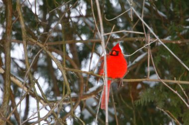 Plump, Parlak Kırmızı Kardinal Kuşun Yeşil Kıbrıs Ağaçlarının Arkaplanına Bakışı